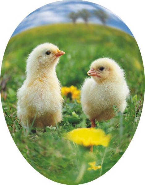 Pappei Küken, Pappei, Ostereier, Pappmache-Ei, Füll-Ostereier, Oster Klassiker