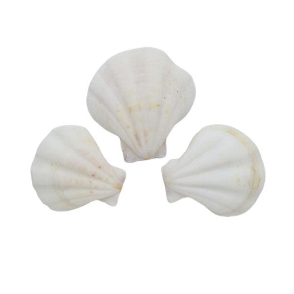 Deko Muschelschale, Deko Muscheln, Sommerdeko, Jakobsmuschel-Schale, Dekoration, Bastelartikel