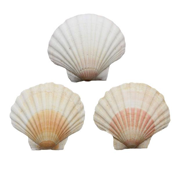 jakobsmuschel-schale, fächermuschel-grosse-jakobsmuschel-natur-zum-dekorieren-maritime-dekoration-tischdeko-sommer-deko-garten-bad-terrasse-bastelartikel-dekoartikel-bastelbedarf
