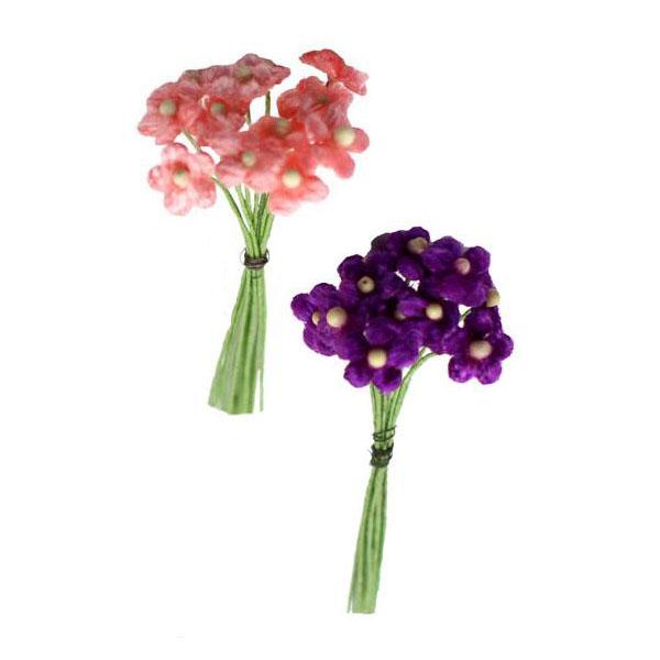 Seidenblume Vergissmeinnicht