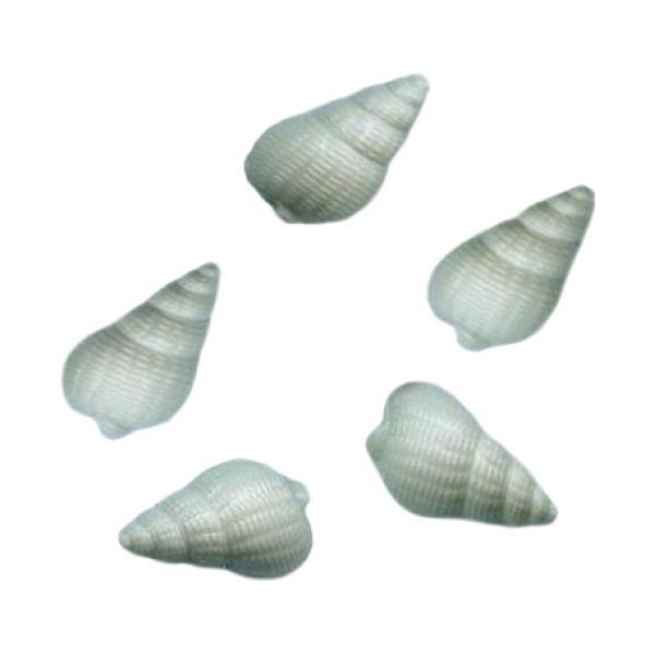 Aufnähteile Spitzmuschel, Aufnähteil, Aufnähstein, Sommerdekoration, Muschel, Streudeko, Streuelemente, Streuteile, Basteartikel